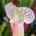 Sarracenia (× Mitcheliana X Purpurea Subsp. Venosa) × Moorei Adrian Slack Mk-H365B