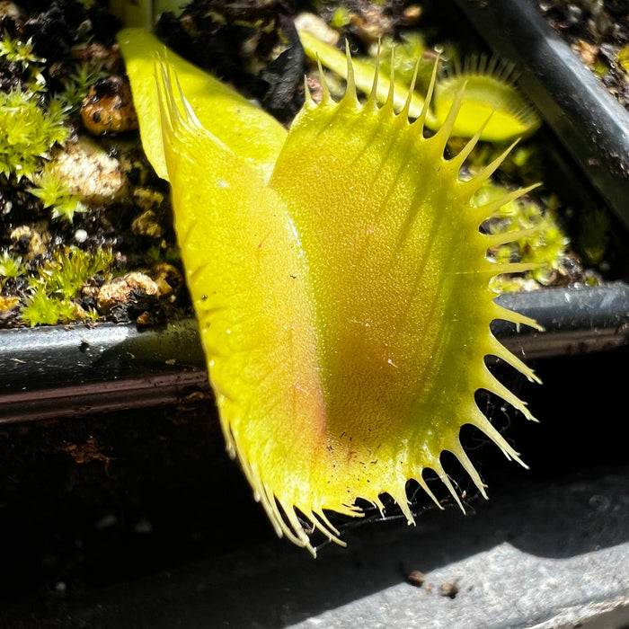 Dionaea Muscipula Triton