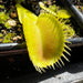 Dionaea Muscipula Triton