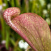 Sarracenia Psittacina Var. (George County Alabama)