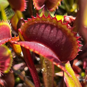 Dionaea Muscipula Red Dentate