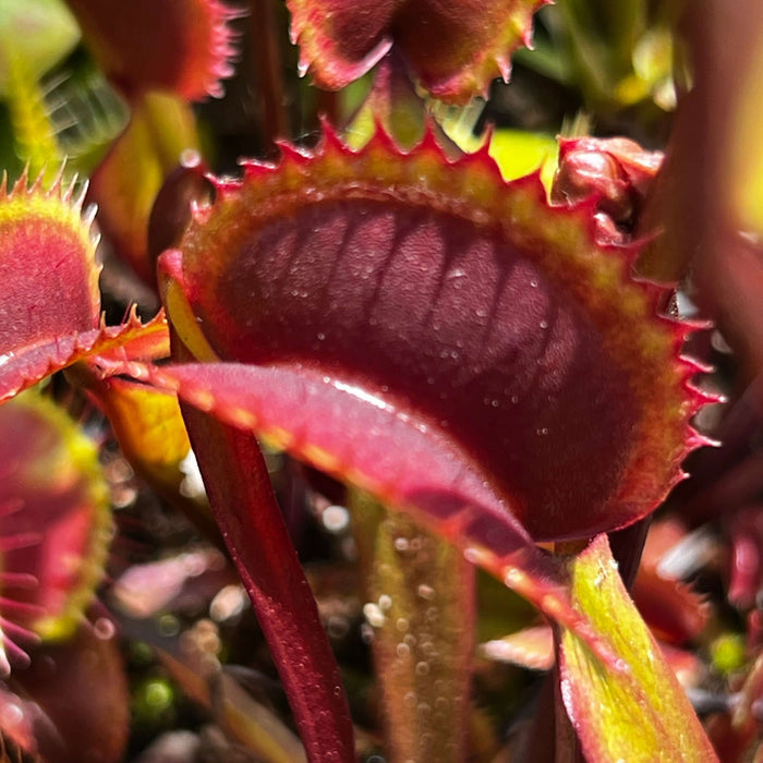 Dionaea Muscipula Red Dentate