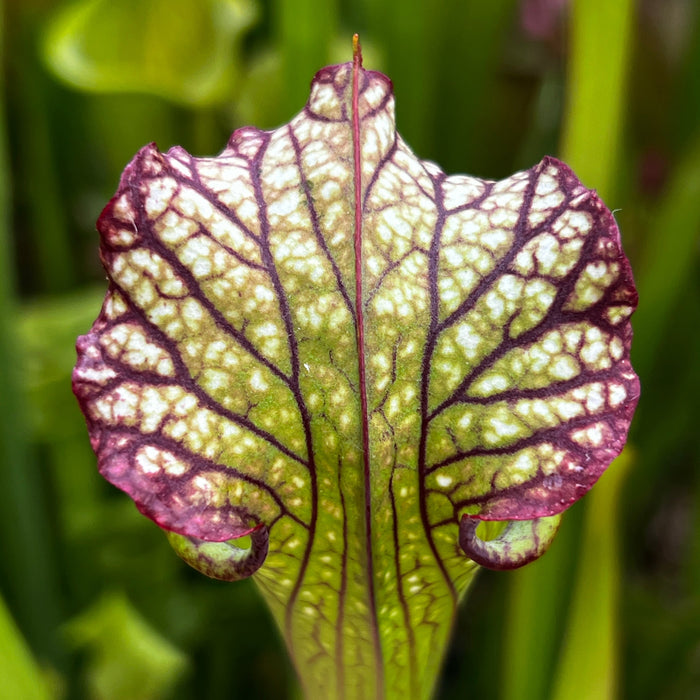 Sarracenia Lynda Butt