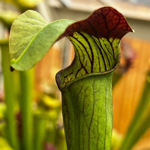 Sarracenia Alata Var. (Ocean City Jackson County Mississippi)