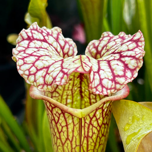 Sarracenia Barry Soper