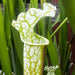 Sarracenia Leucophylla Var. Alba Hurricane Creek White - Clone 5A (Baldwin County Alabama) Mk-L144C