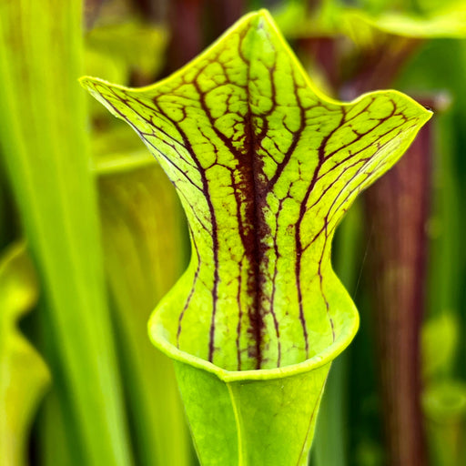 Sarracenia Flava Var. Ornata Super Ornata