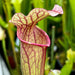 Sarracenia × Ahlesii Complexion