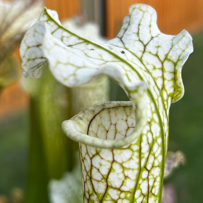 Sarracenia Asuka No. 16