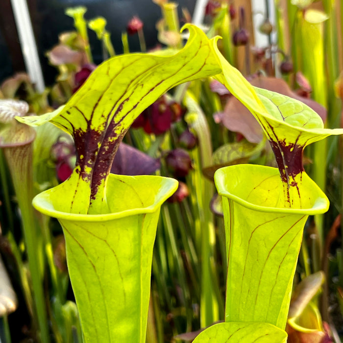 Sarracenia Flava Var. Ornata/ Rugelii Flavona - Geneva Botanical Gardens