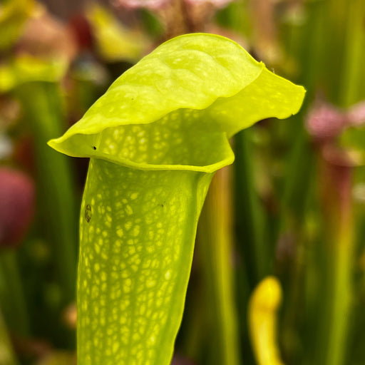 Sarracenia × Gilpini F. Heterophylla X Minor Var. Viridescens