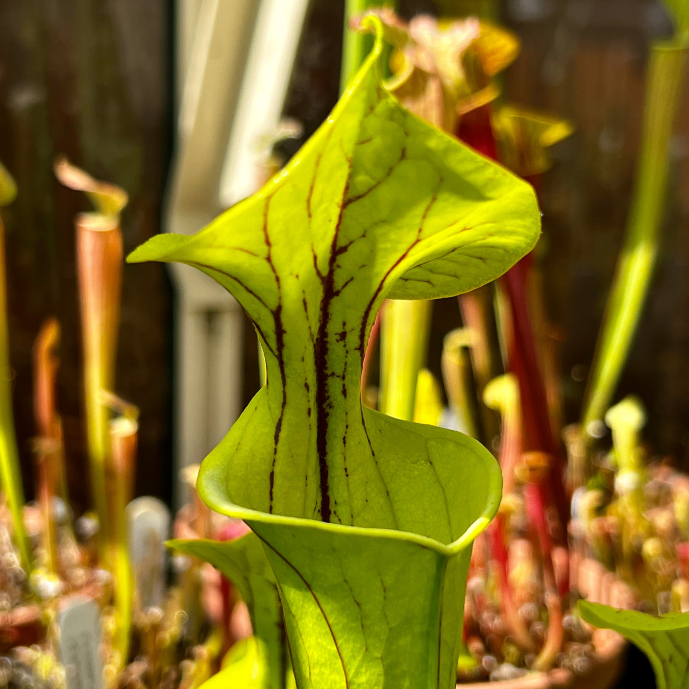 Sarracenia Flava Var. Ornata (Dinwiddie County Virginia)