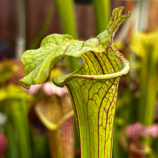 Sarracenia × Moorei Sergeant Hartman