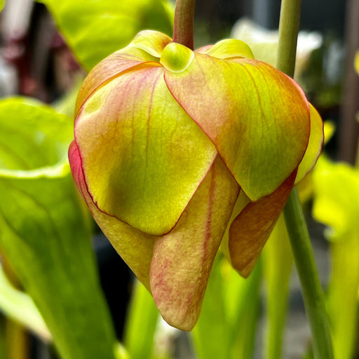 Sarracenia × Moorei (Mk-F117 X Mk-L20A) Mk-H221