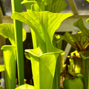 Sarracenia Flava Var. Maxima James Wong (Green Swamp North Carolina)