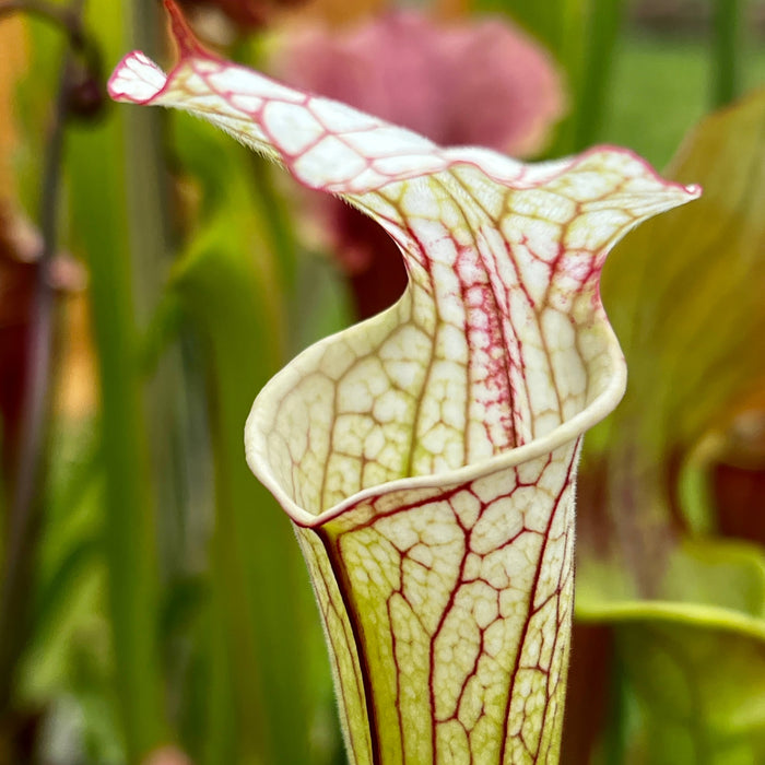 Sarracenia Iamsatyricon