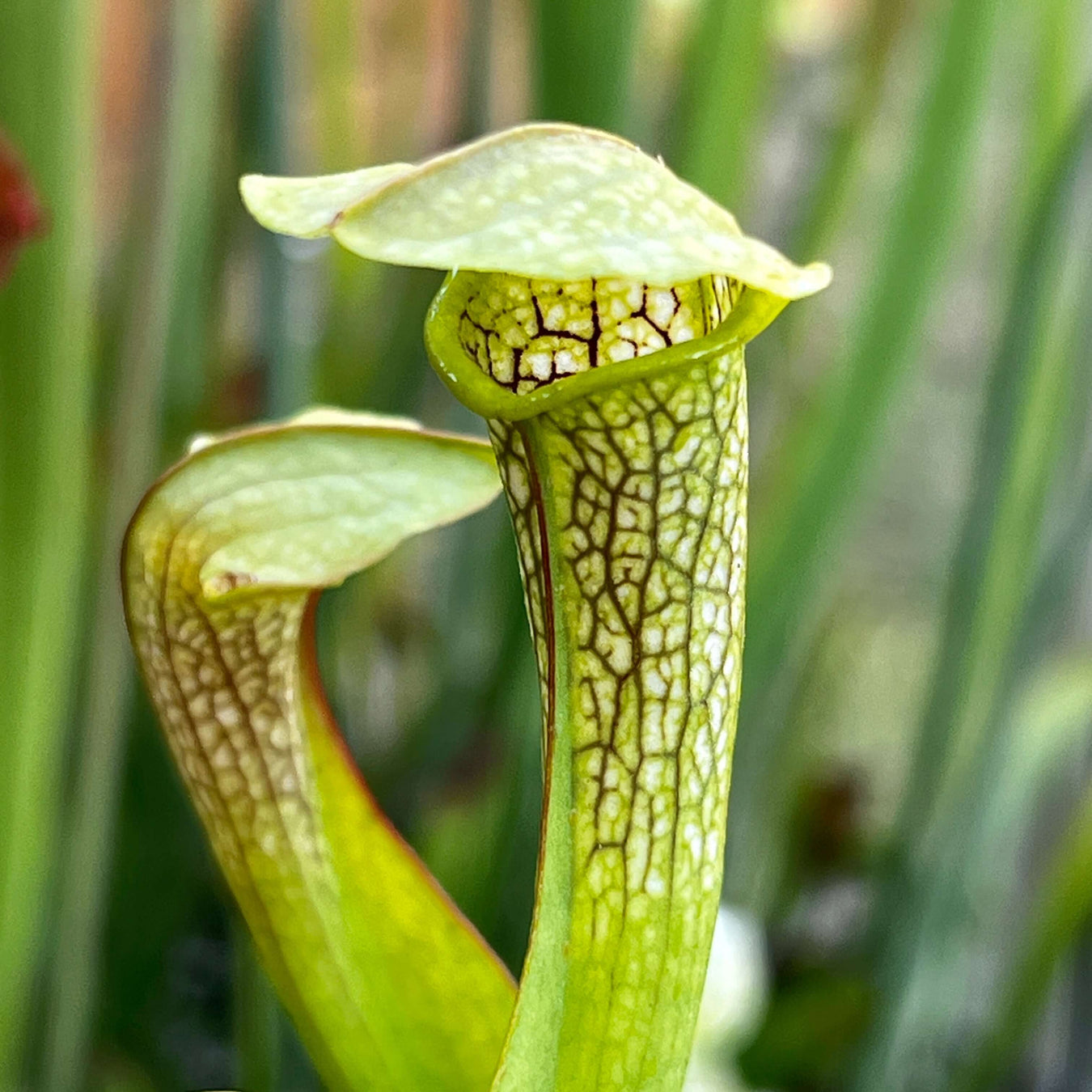 Named Sarracenia Cultivars