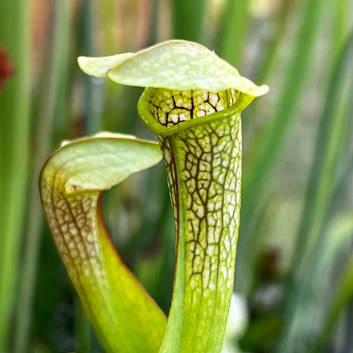 Sarracenia Hummers Hammerhead