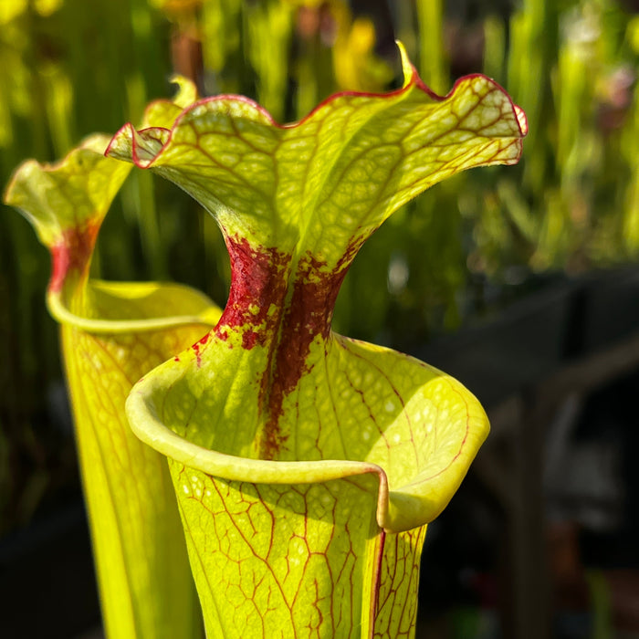 Sarracenia × Moorei Leah Wilkerson