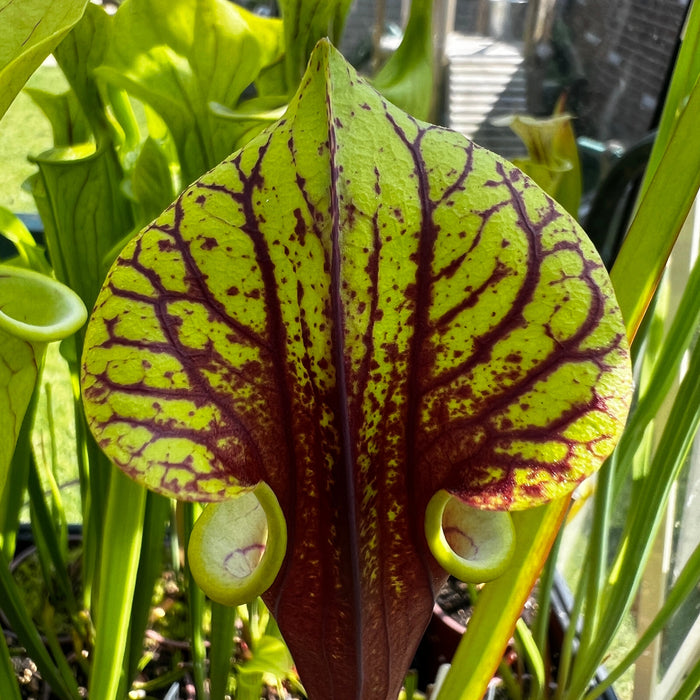 Sarracenia Flava Var. Rubricorpora - Selfed Mike King Plant (Sumatra Florida)