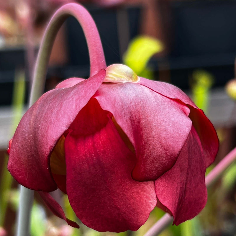 Sarracenia Sky Watcher