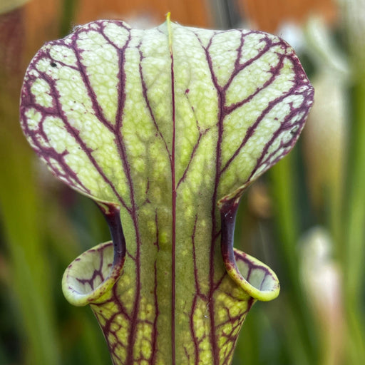 Sarracenia Jennys Choice