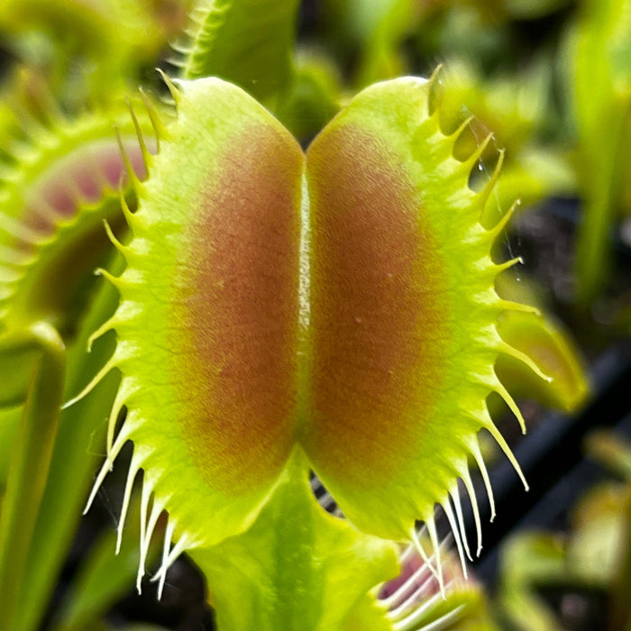 Dionaea Muscipula Paradisia