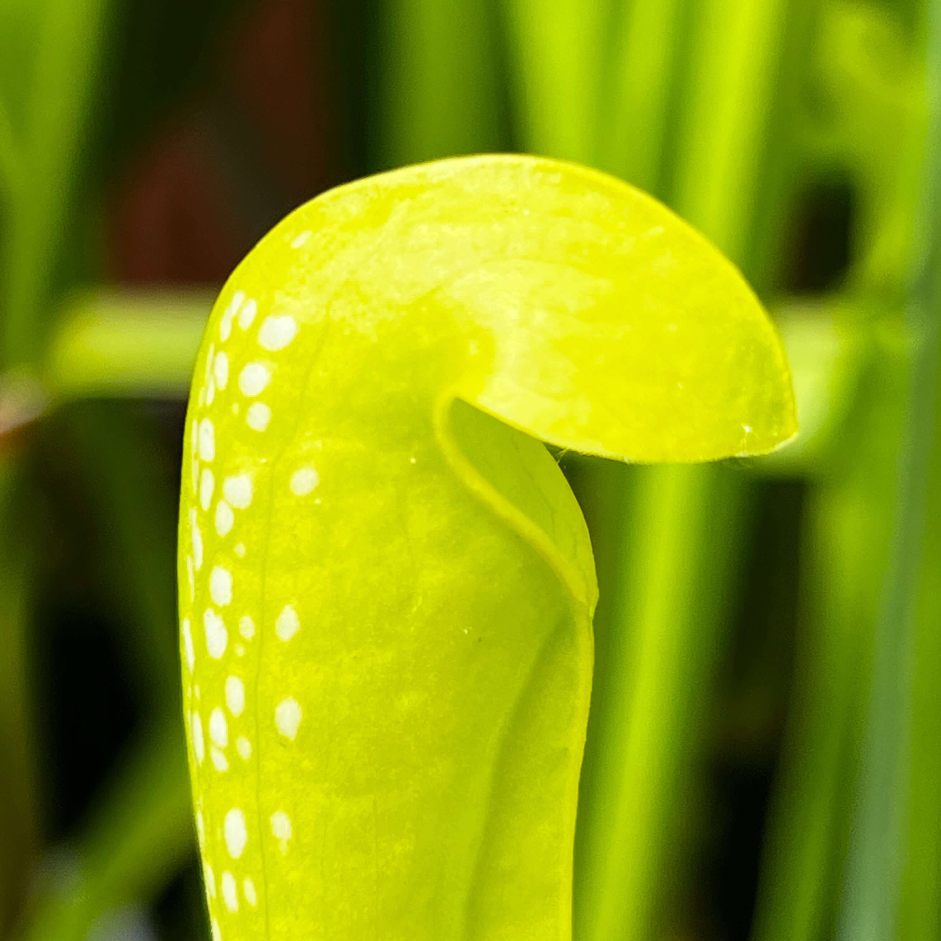 Sarracenia Minor Var. F. Viridescens F2