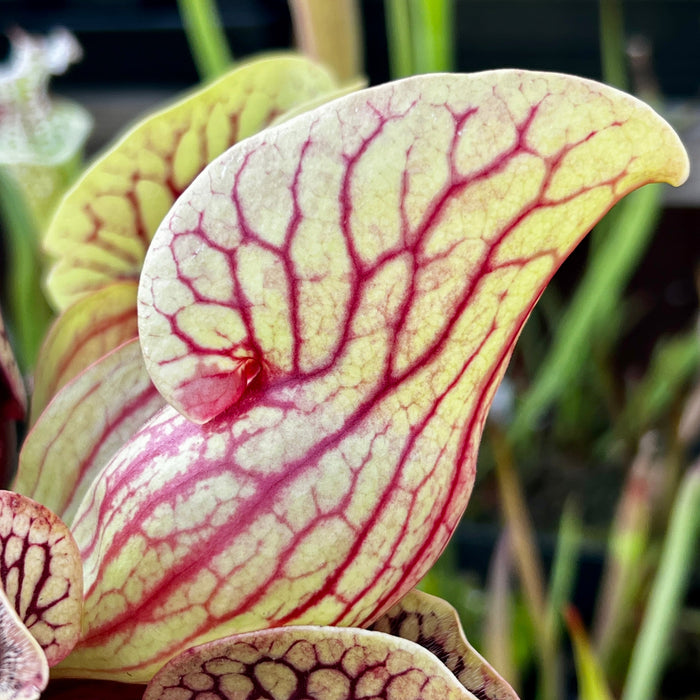 Sarracenia Purpurea Subsp. Venosa Var. Montana (Toms Swamp Rabun County Georgia)