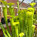 Sarracenia Flava Var. (Dorchester County South Carolina)