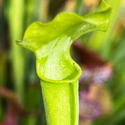 Sarracenia Alata Var. F. Viridescens (Washington County Alabama)