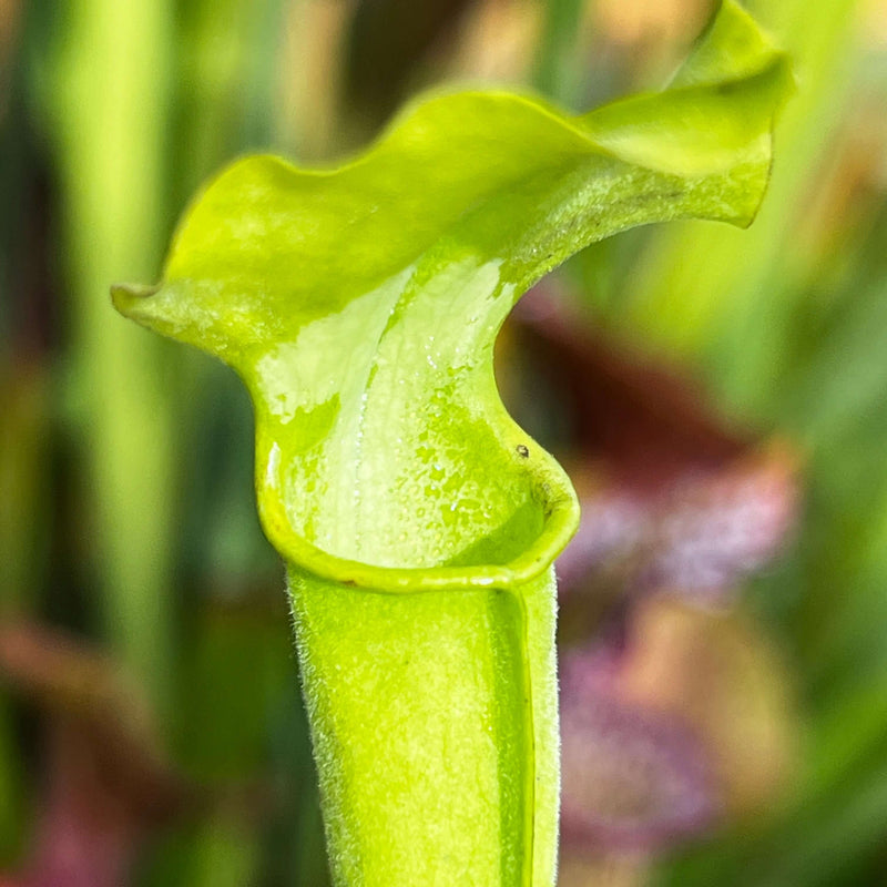 Sarracenia Alata Var. F. Viridescens (Washington County Alabama)