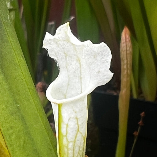 Sarracenia Leucophylla Var. Alba - No. 3 Ck Mk-L115