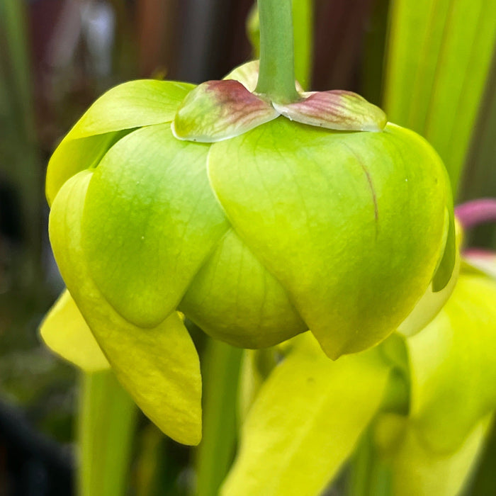 Sarracenia Flava Var. Ornata (Green Swamp North Carolina) Ms-F433