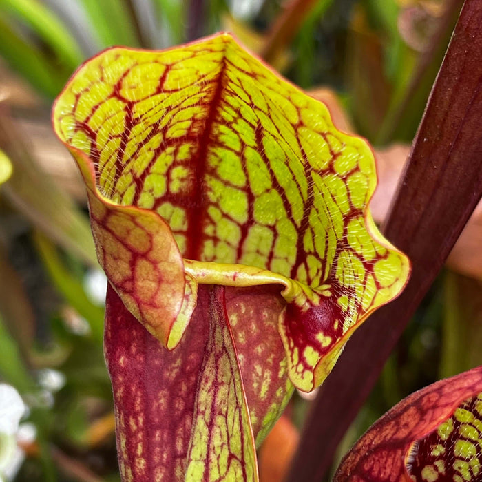 Sarracenia × Courtii