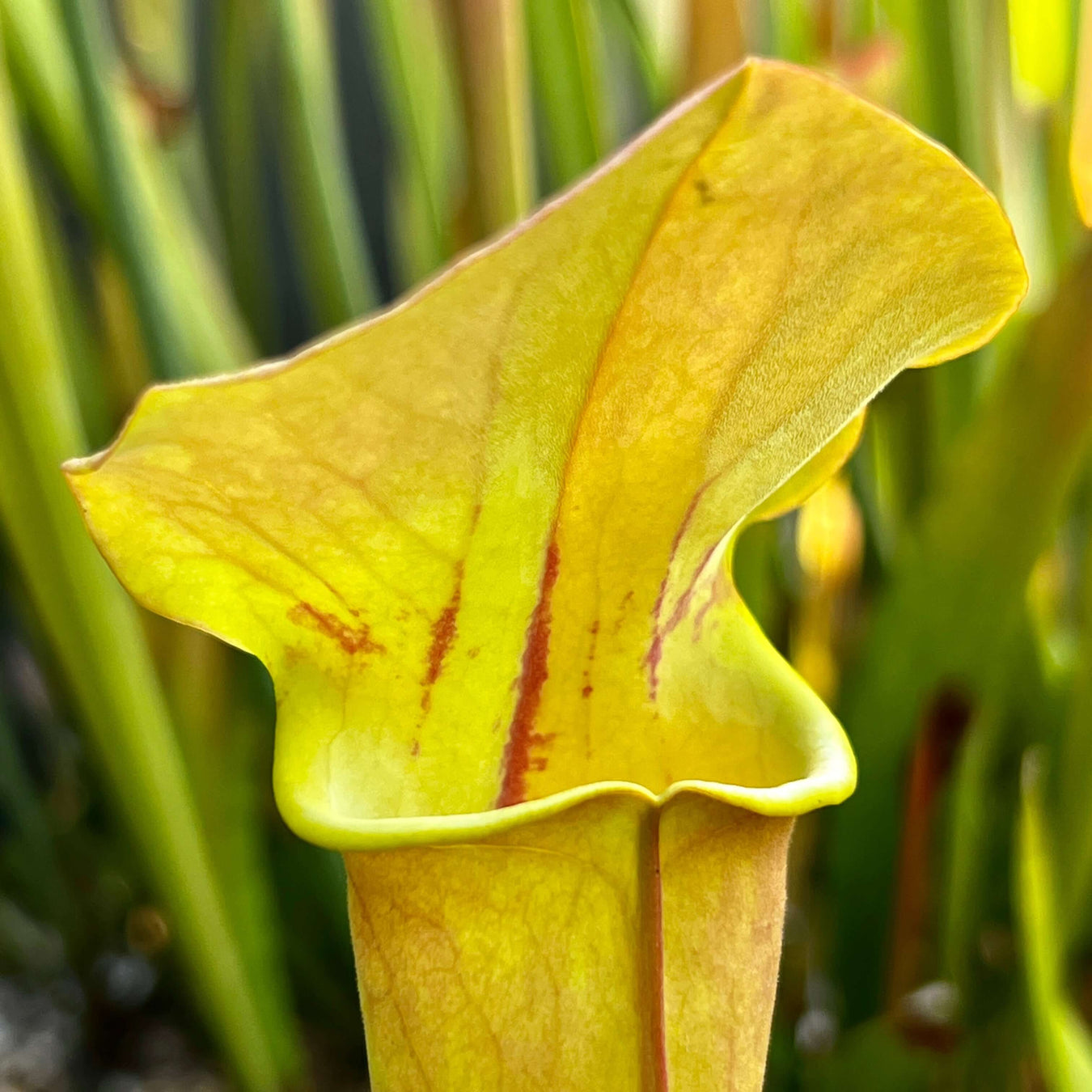 Sarracenia × catesbaei