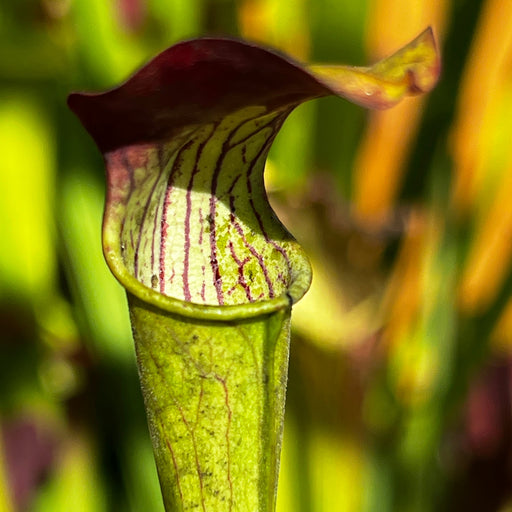 Sarracenia Alata Var. Rubrioperculata - Red Lid (De Soto National Forest Mississippi) Mk-A3