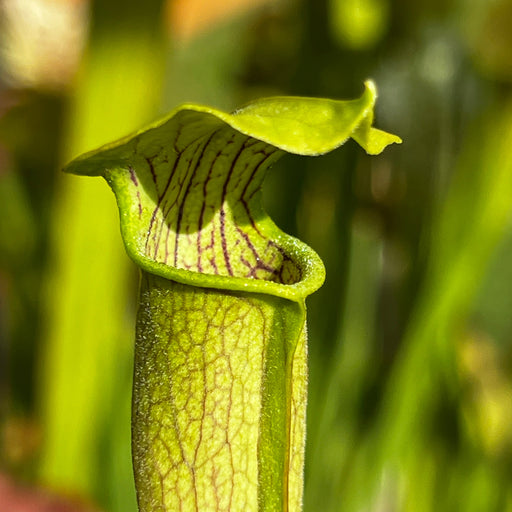 Sarracenia Alata Var. - Short Form (George County Mississippi)