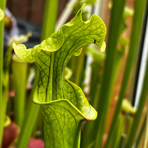 Sarracenia × Moorei Monster