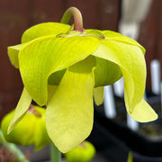Sarracenia Alata Var. (Jackson County Florida)