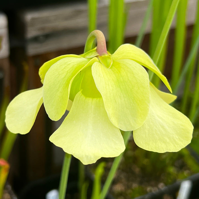 Sarracenia Alata Var. (Harrison County Mississippi)