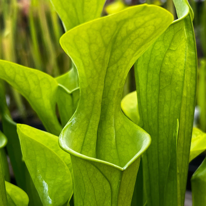 Sarracenia Oreophila Var. (Centre Alabama)