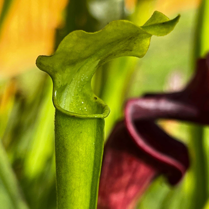 Sarracenia Alata Var. F. Viridescens (Washington County Alabama)