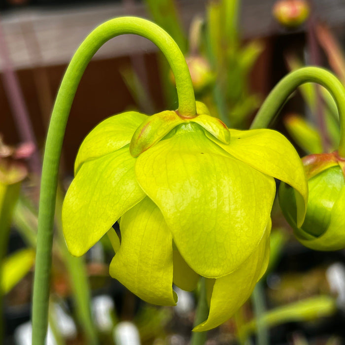 Sarracenia Manta Ray