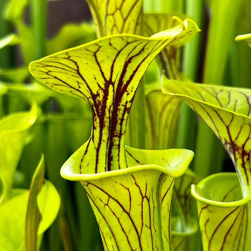 Sarracenia Flava Var. Ornata (Cooks Bayou Bay County Florida)