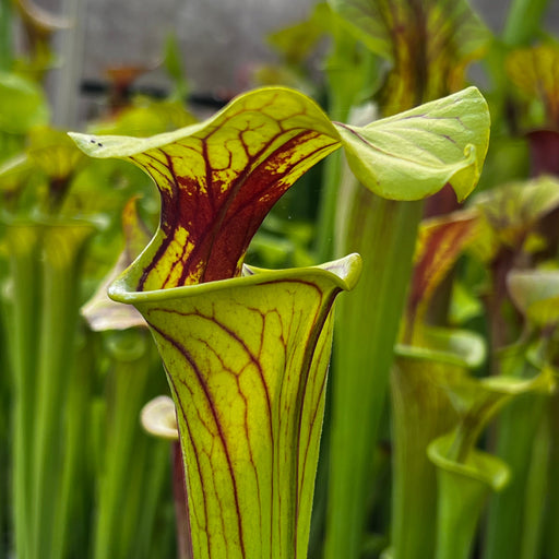 Sarracenia Flava Var. Rugelii (Blackwater National Park Florida)