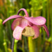 Sarracenia Purpurea Subsp. Venosa Var. Burkii - Chipola Giant Dr. Eberhard König (Chipola River