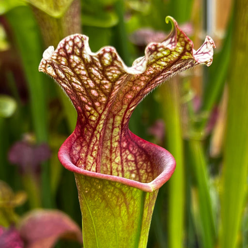 Sarracenia Leelous