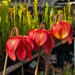 Sarracenia × Moorei Leah Wilkerson