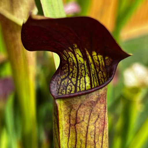 Sarracenia Alata Var. Rubrioperculata - Large Maroon Throat Mk-A59